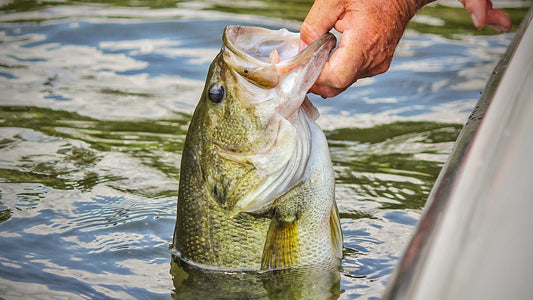 Bass Fishing: Tips and Tricks for Catching Largemouth Bass